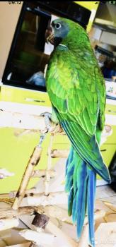 Китайские кольчатые попугаи