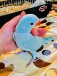 птенец ожерелового попугая голубой