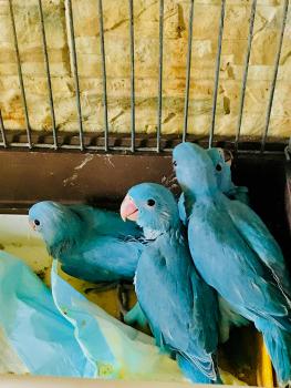 птенец ожерелового попугая голубой