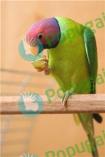 Сливоголовый попугай