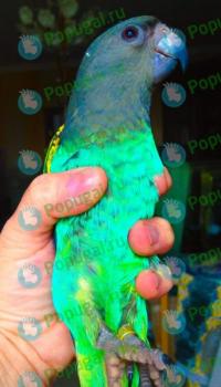 Птенцы Мейеров длиннокрылый попугай (лат. Poicephalus meyeri)