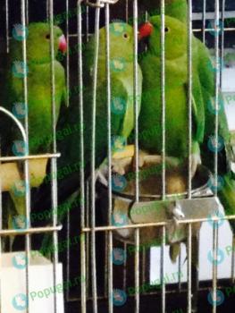 Продаются птенцы ожерелового попугая зеленого, синего и желтого окраса