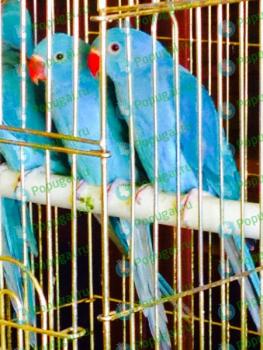Продаются птенцы ожерелового попугая зеленого, синего и желтого окраса