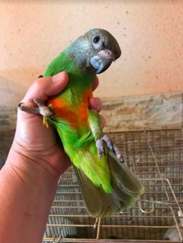 Продаются птенцы сенегальского попугая
