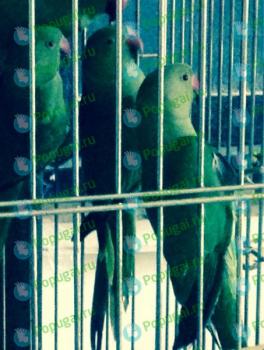 Ожереловые попугаи птенцы 3 месяца